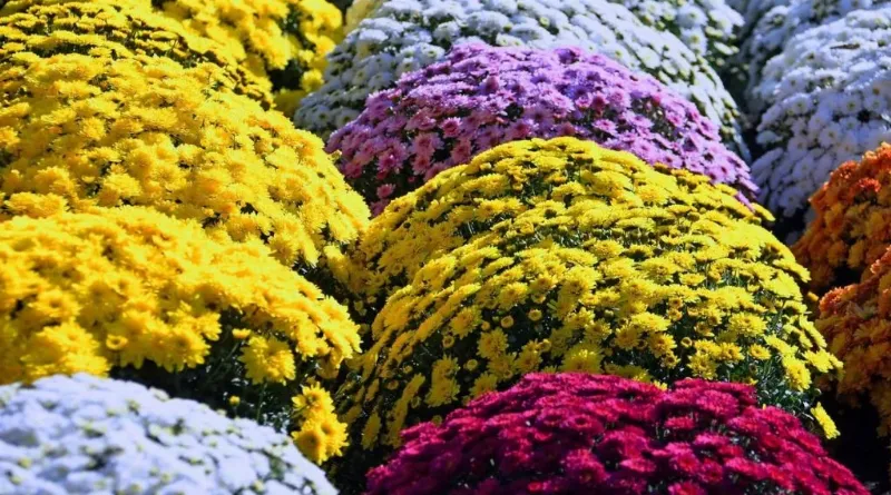 Famille française fleurissant une tombe avec des chrysanthèmes pour la Toussaint, illustrant une tradition du calendrier des fêtes 2024